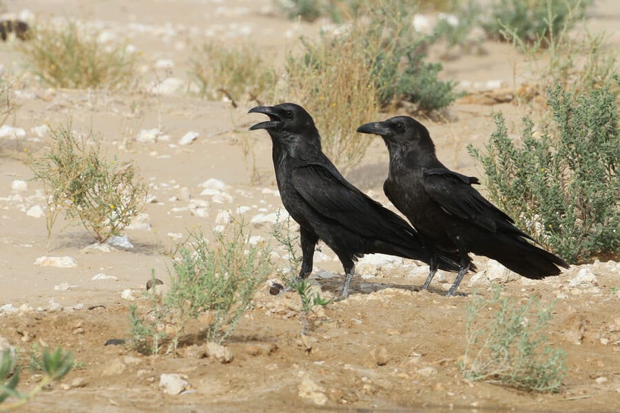 Brown-necked Raven standing on the ground