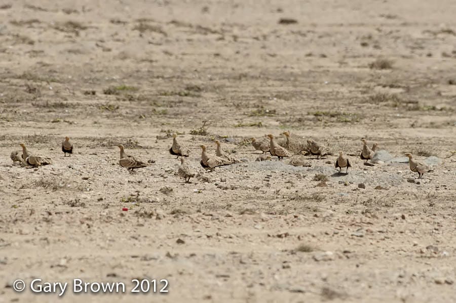 18 Chestnut-bellied Sandgrouse standing on the ground