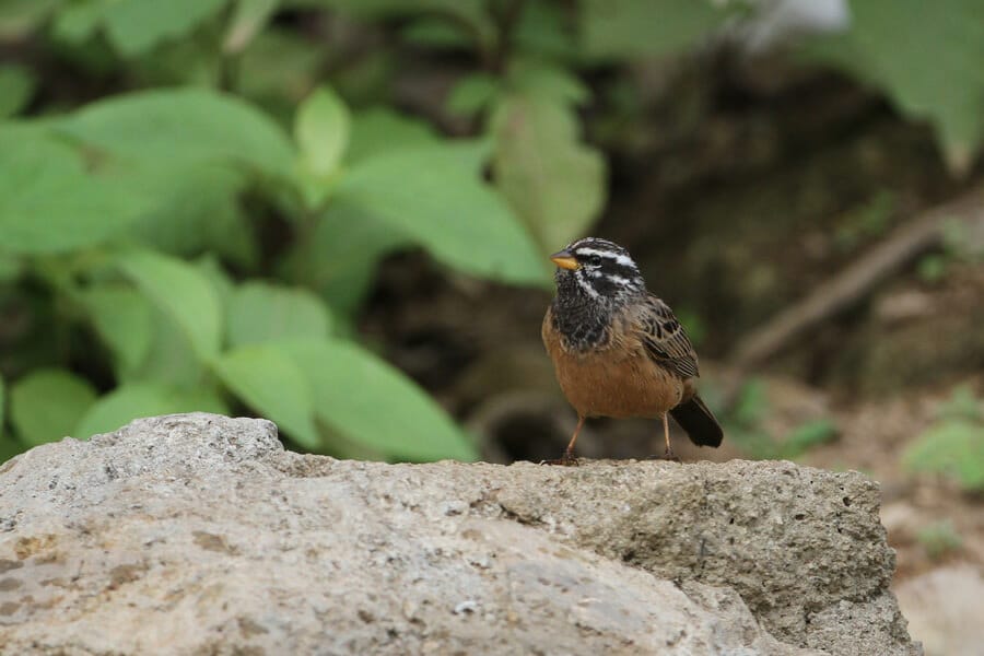 Cinnamon-breasted Buntingperched on a rock