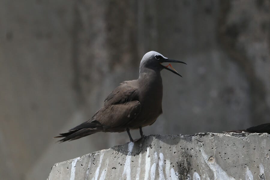 Common Noddy perched on a concrete wall