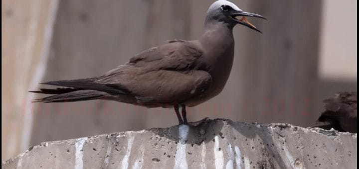 Brown Booby perched on concrete wall