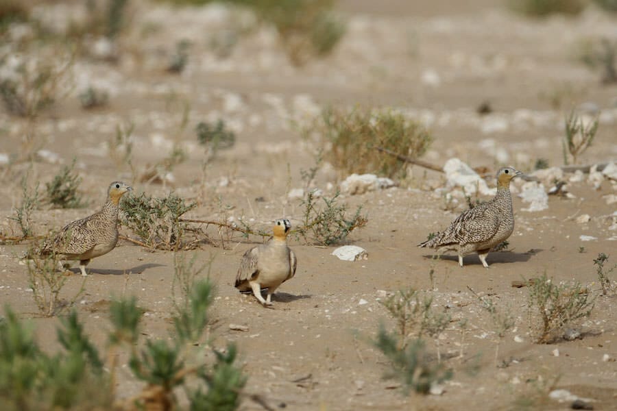 Crowned Sandgrouse standing on the ground