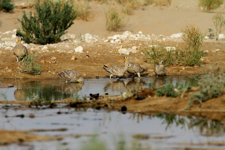 Crowned Sandgrouse standing on the ground