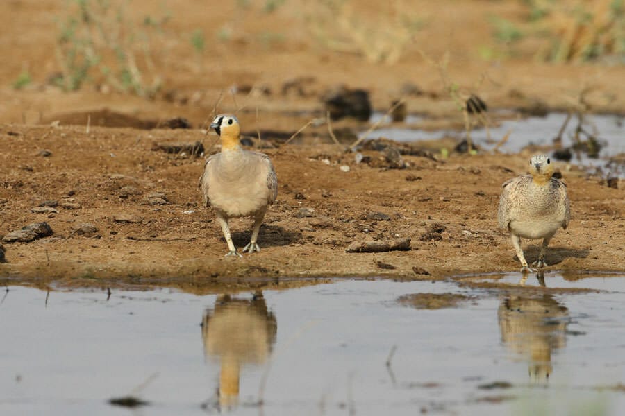 Crowned Sandgrouse coming to drink water on the ground