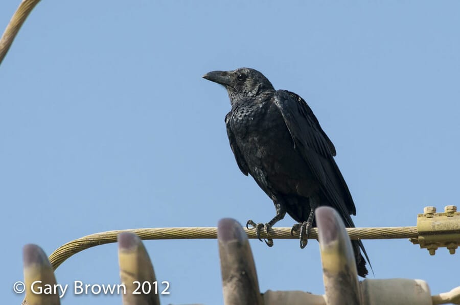 Fan-tailed Raven perched on pylon