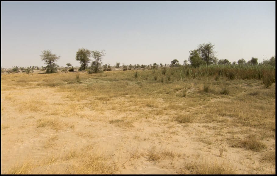 Muntaser wetland, Oman