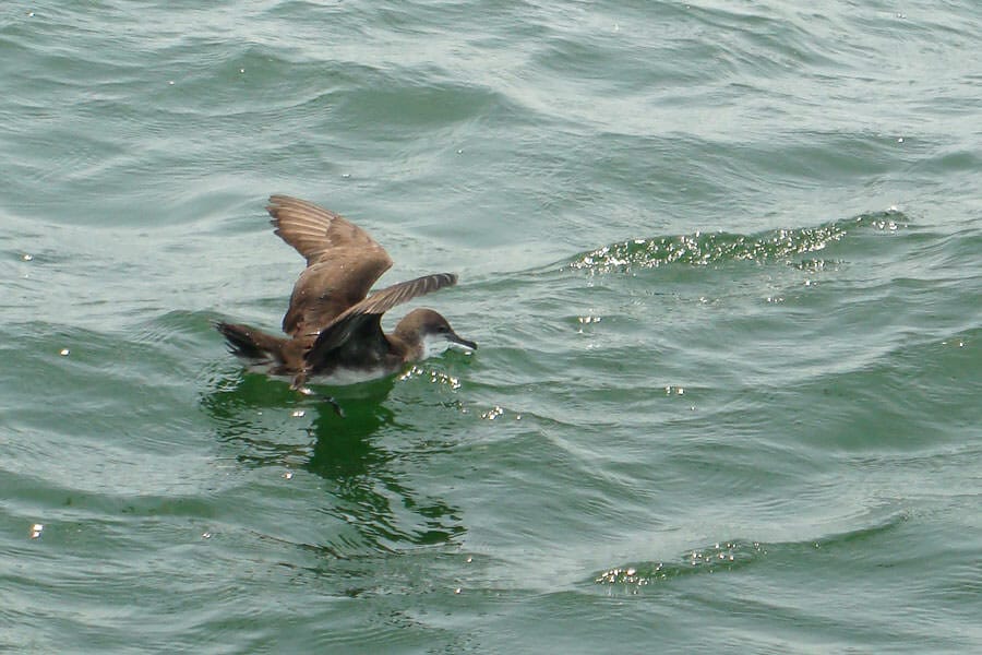 Persian Shearwater swimming in water