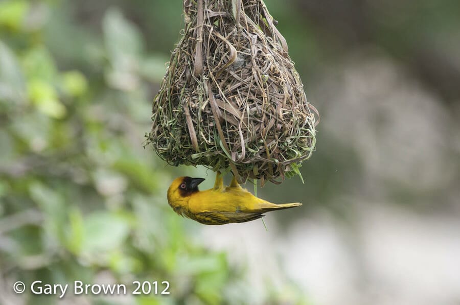 Rüppell’s Weaver building its nest