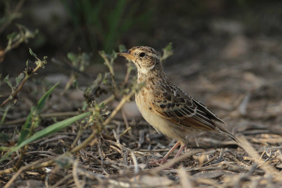 Singing Bush Lark standing on the ground