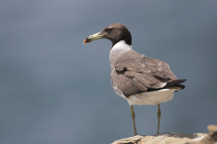 Sooty Gull perched on a rock
