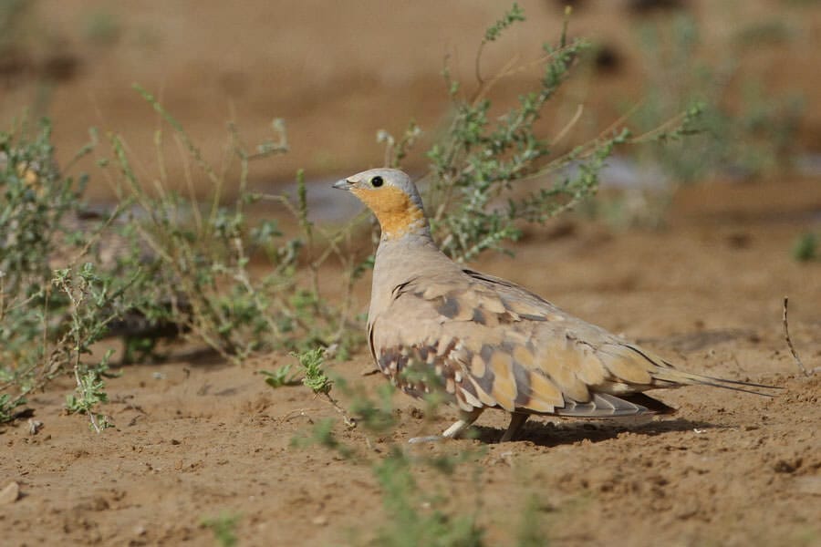 Spotted Sandgrouse on ground