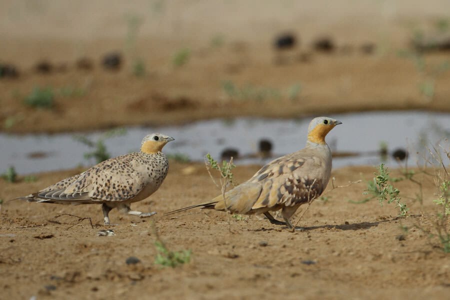 Two Spotted Sandgrouses coming to drink water on the ground