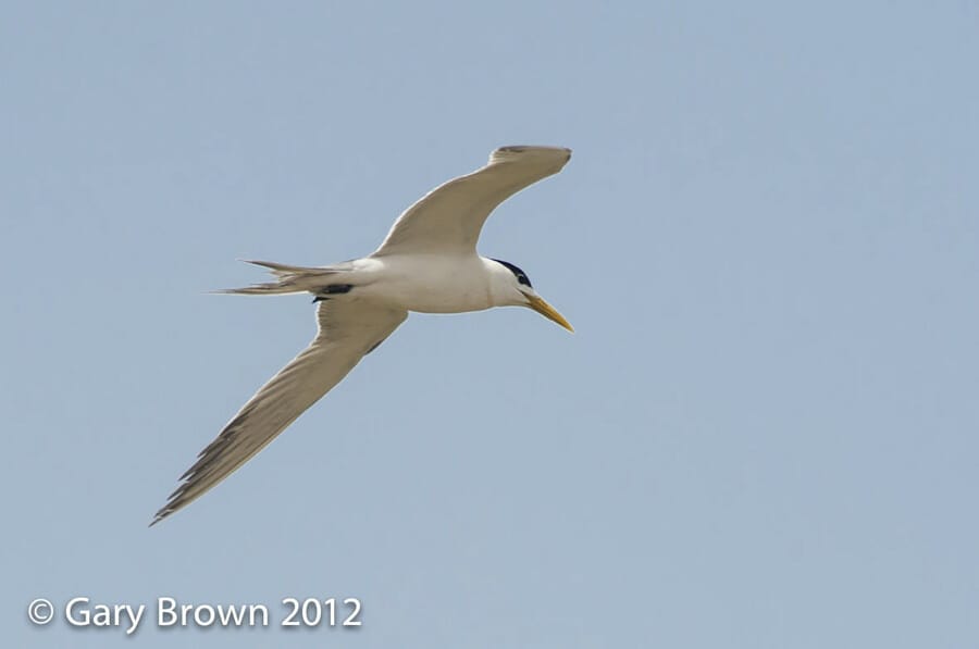 Greater Crested Tern in flight