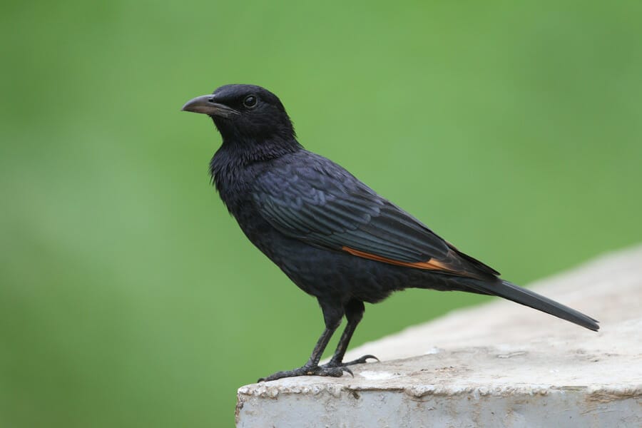 Tristram’s Starling perched on concrete wall