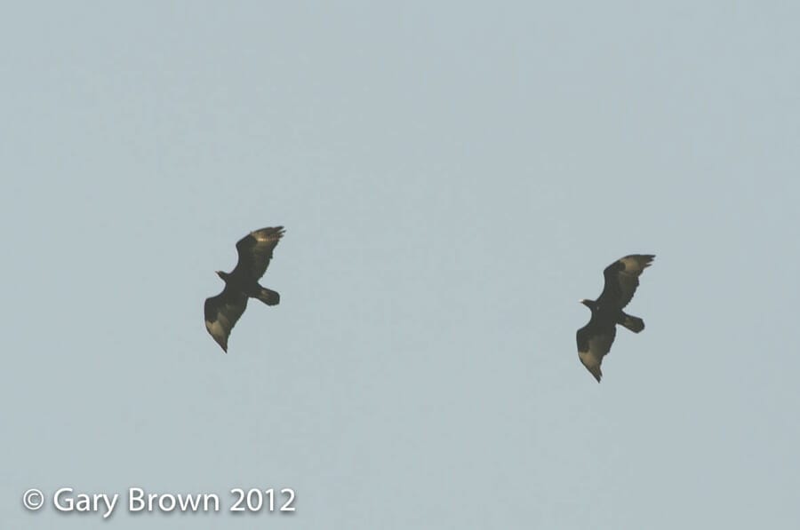 Verreaux's Eagle in flight