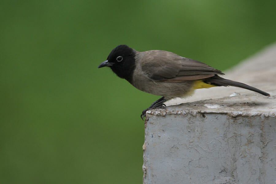 White-spectacled Bulbul perched on concrete wall