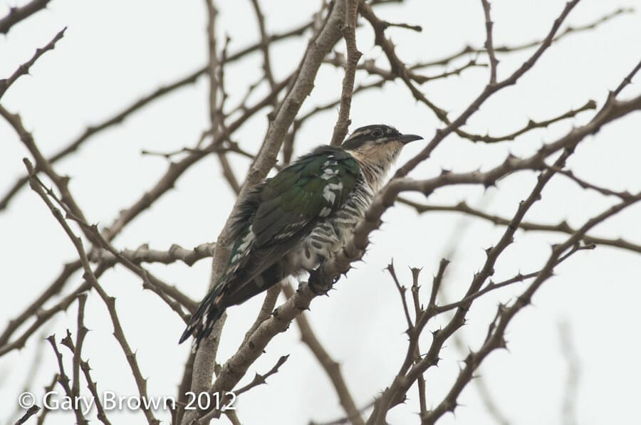 Diederik Cuckoo perched on a branch of a tree