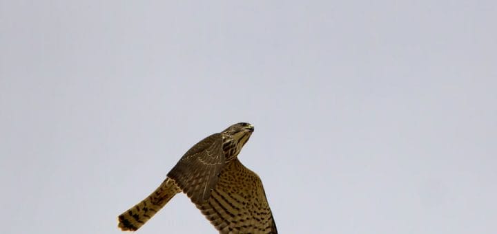 Levant Sparrowhawk in flight