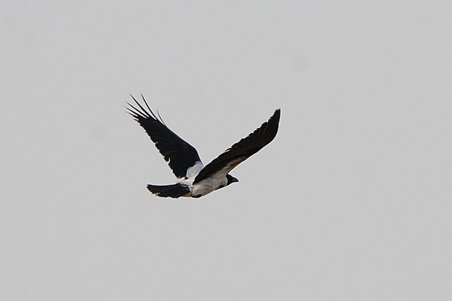Mesopotamian Crow in flight