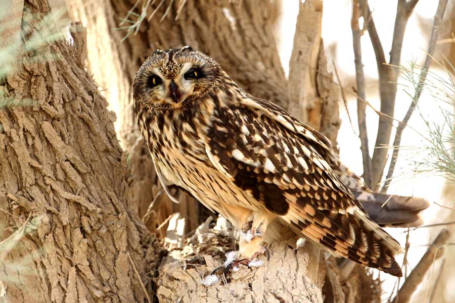 Short-eared Owl perched on a tree