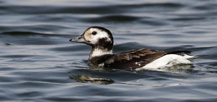 Long-tailed Duck swimming in a lake