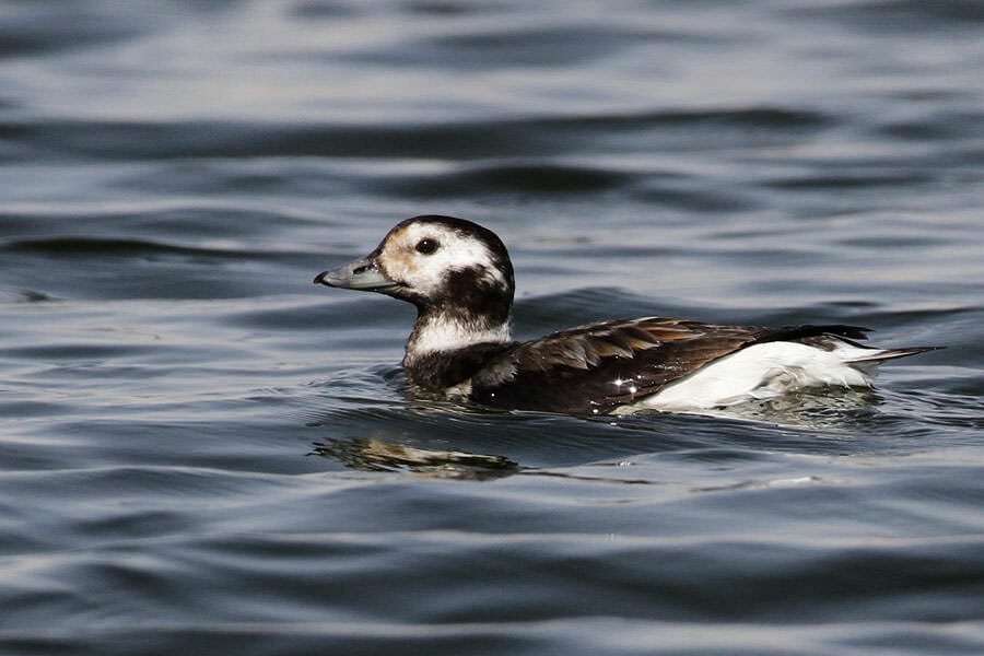 Long-tailed Duck swimming in a lake