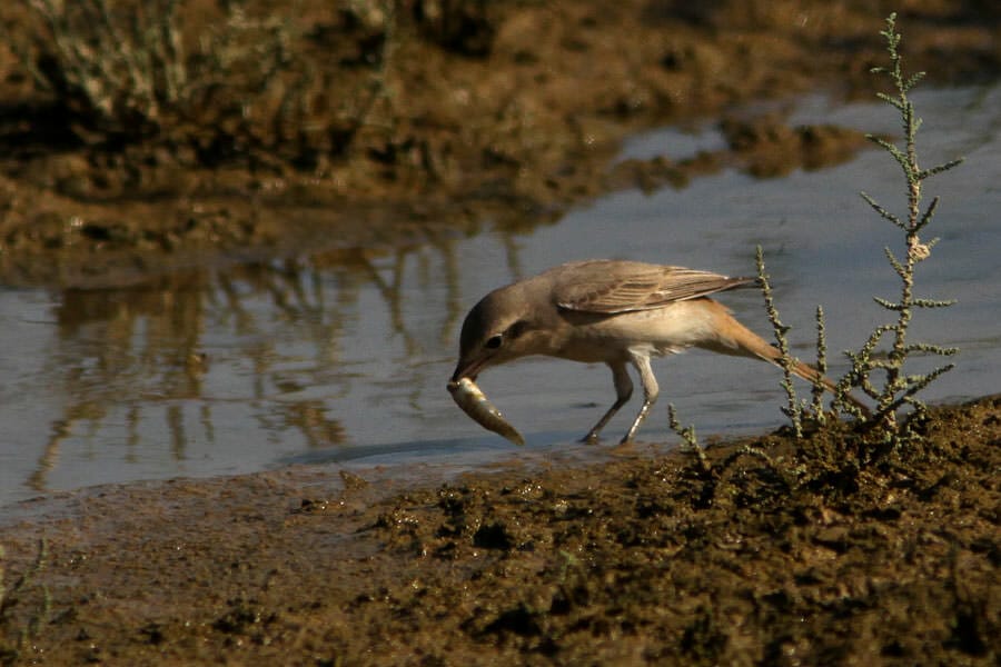 Daurian Shrike feeding on fish