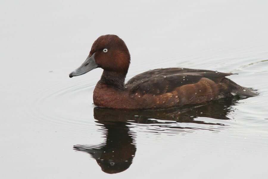 Ferruginous Duck swimming in water