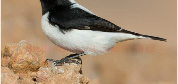 Finsch's Wheatear perched on a rock