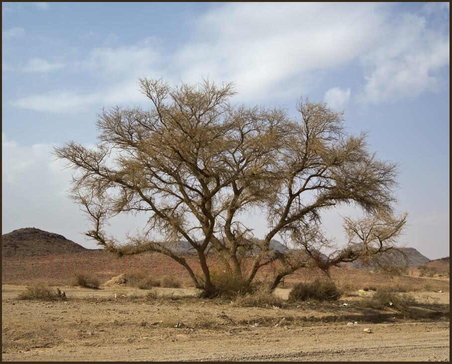 Acacia tree