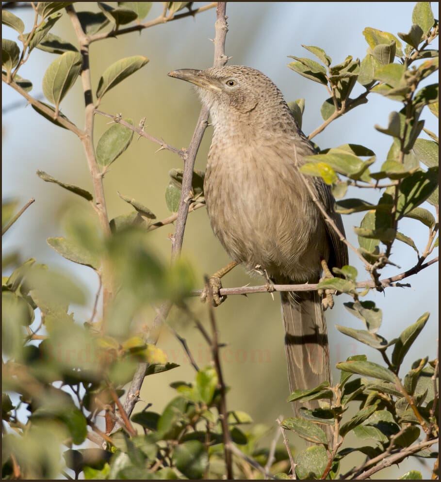 Arabian Babbler Turdoides squamiceps