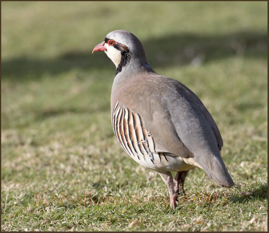 Chuckar Alectoris chukar