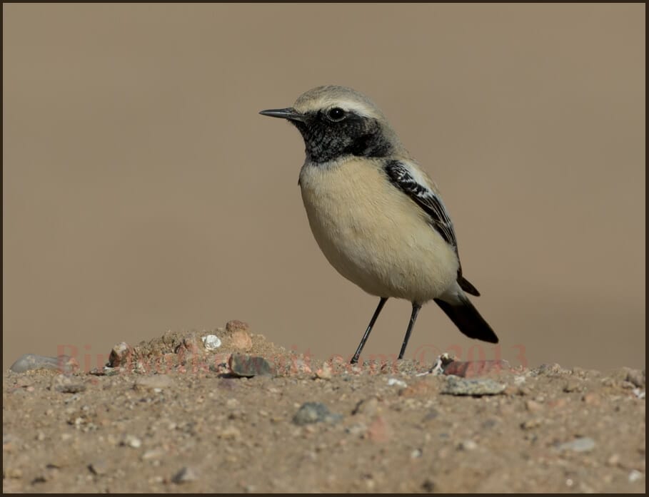 Desert Wheatear Oenanthe deserti