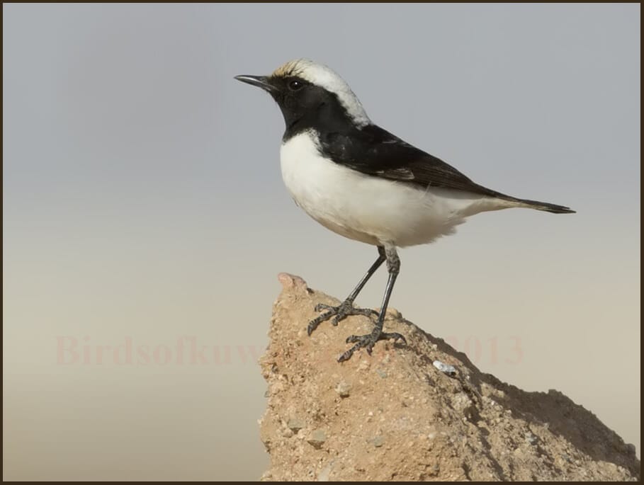 Finsch's Wheatear Oenanthe finschii