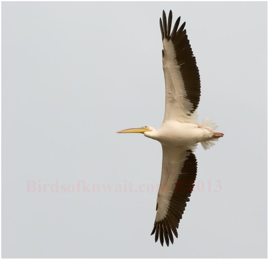 Great White Pelican in flight