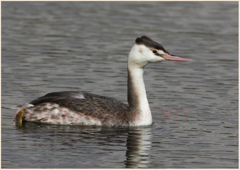 Great Crested Grebe swimming on water