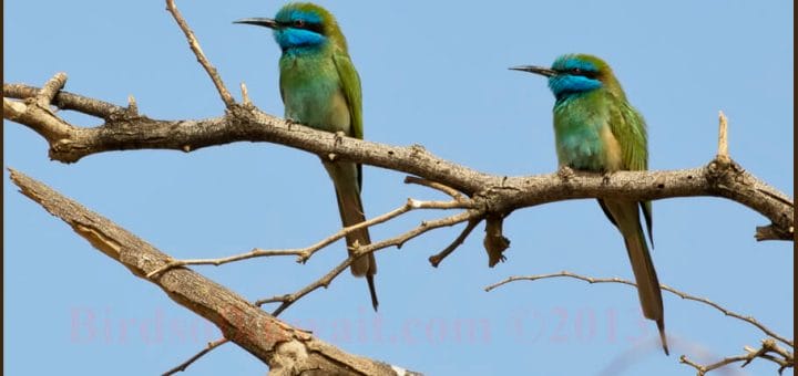 Green Bee-eater perched on a tree branch