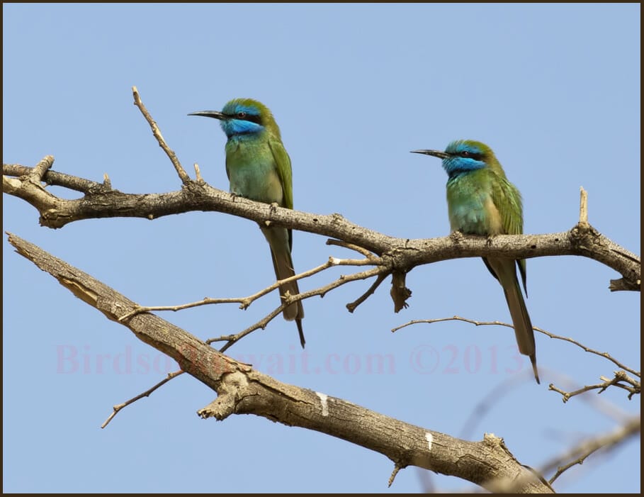 Green Bee-eater perched on a tree branch