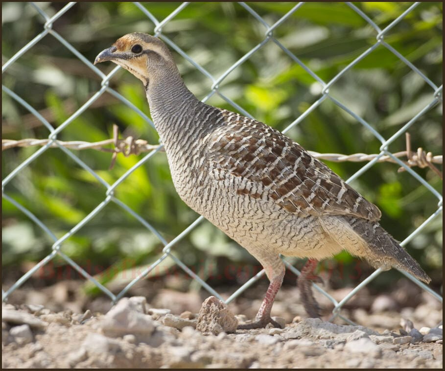 Grey Francolin Francolinus pondicerianus 