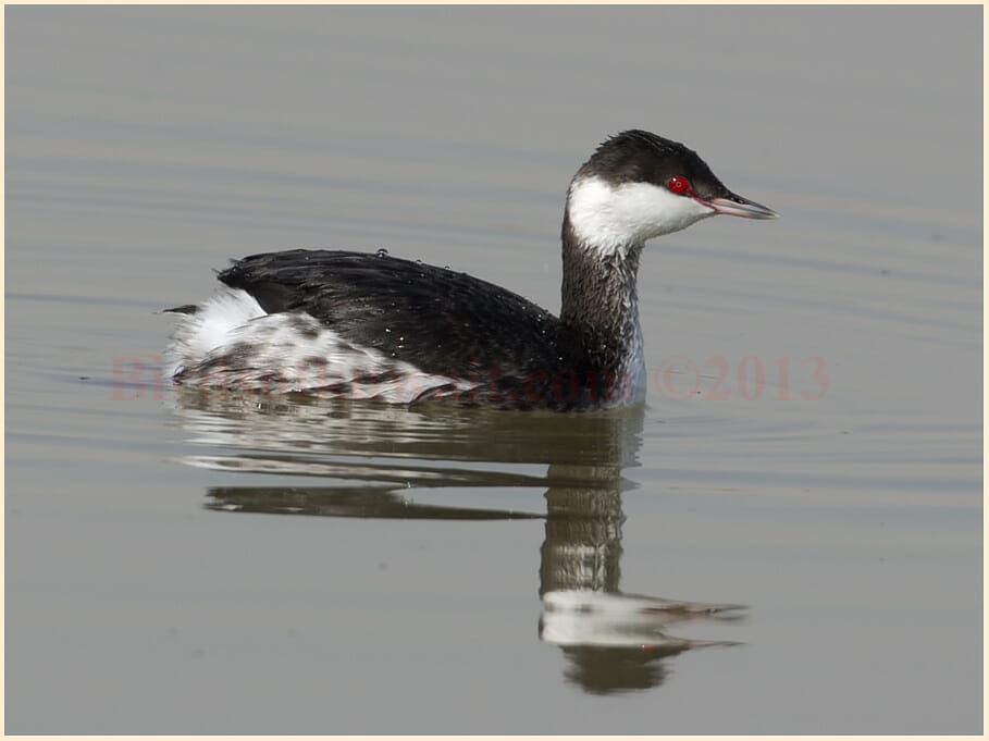 Horned Grebe swimming on water