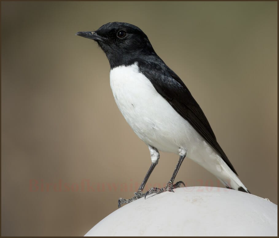 Hume's Wheatear Oenanthe albonigra 