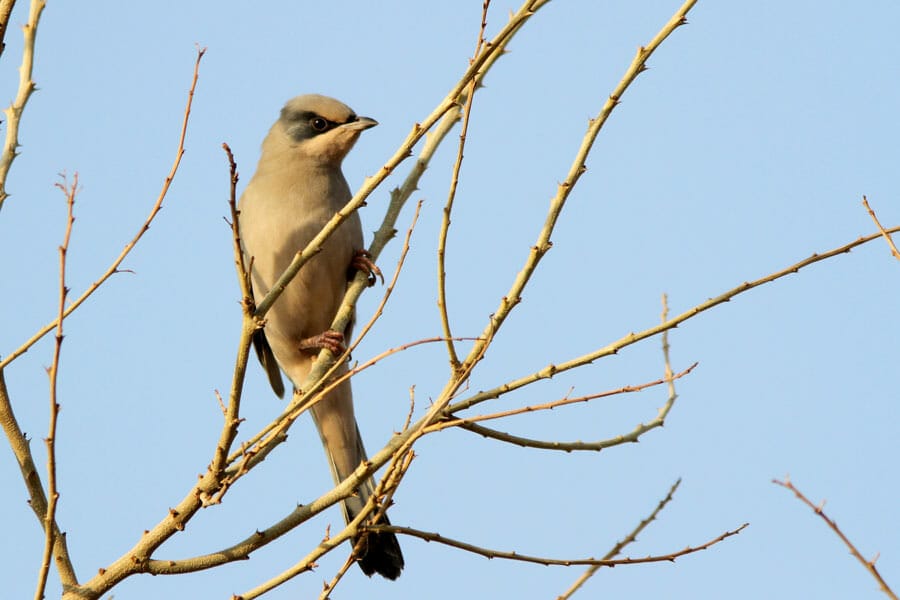 Hypocolius perched on a tree branch