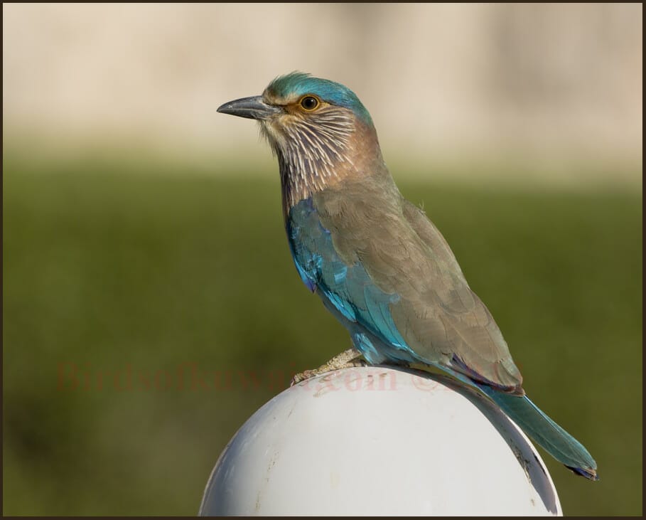 Indian Roller	 Coracias benghalensis 