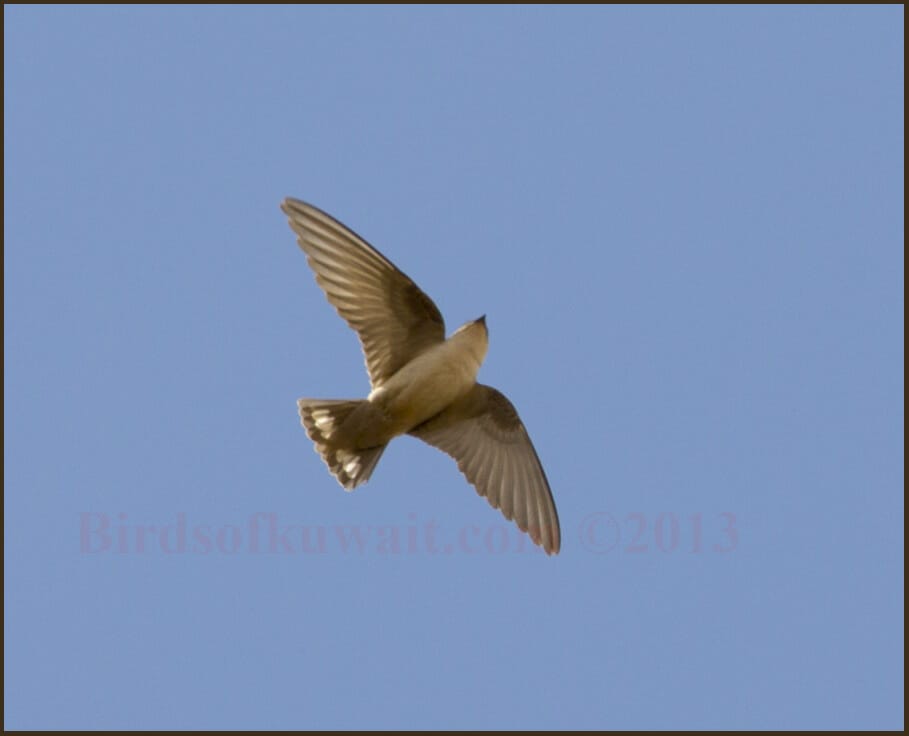 Pale Crag Martin Ptyonoprogne (fuligula) obsoleta