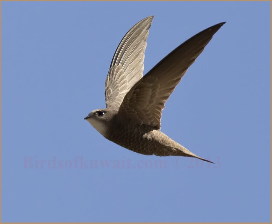 Pallid Swift in flight