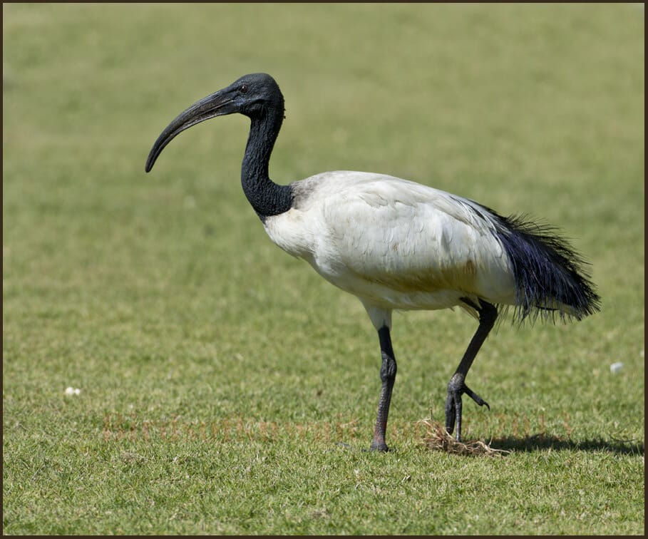 African Sacred Ibis	 Threskiornis aethiopicus 