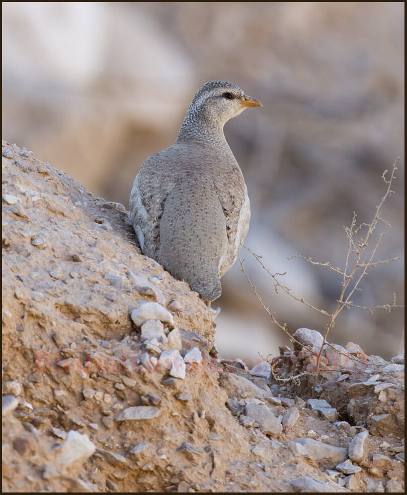 Sand Partridge Ammoperdix heyi 