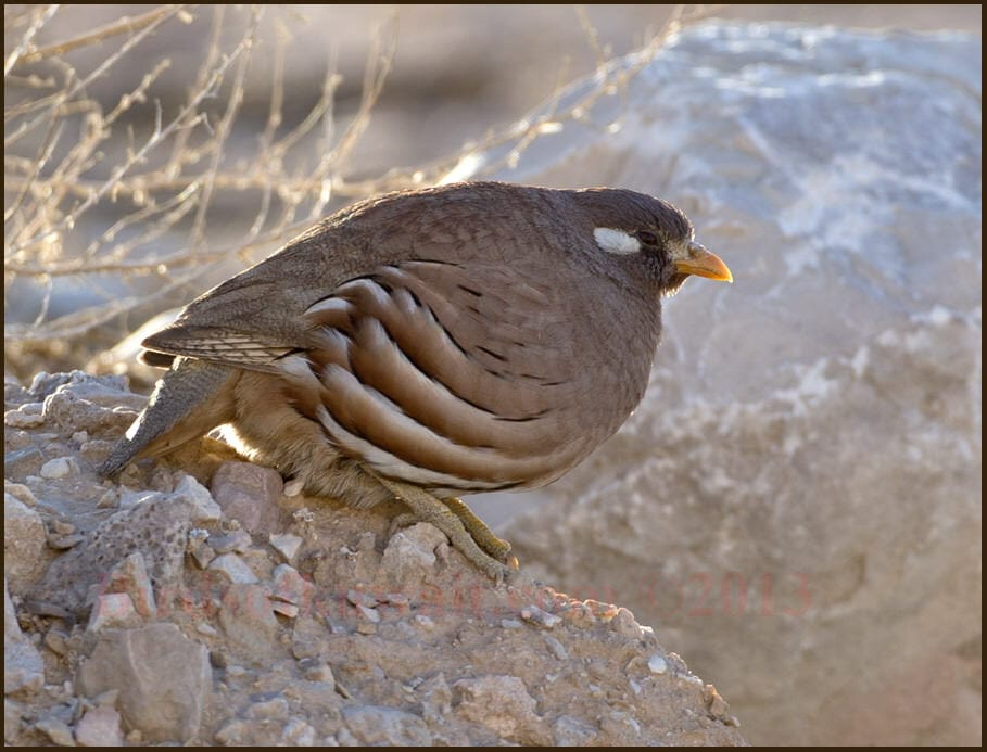 Sand Partridge Ammoperdix heyi