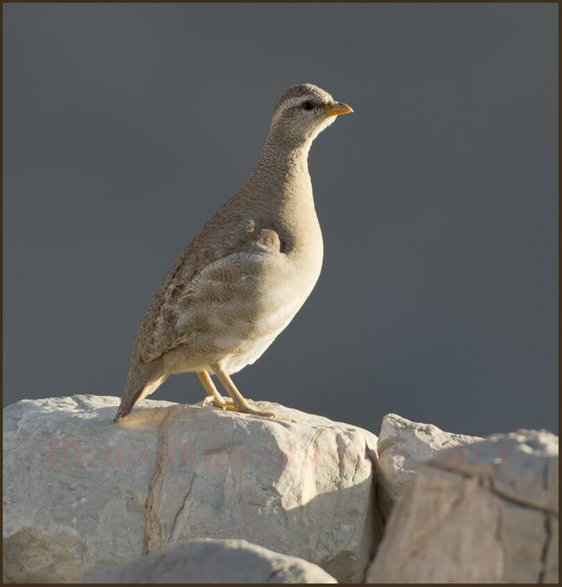 Sand Partridge Ammoperdix heyi female