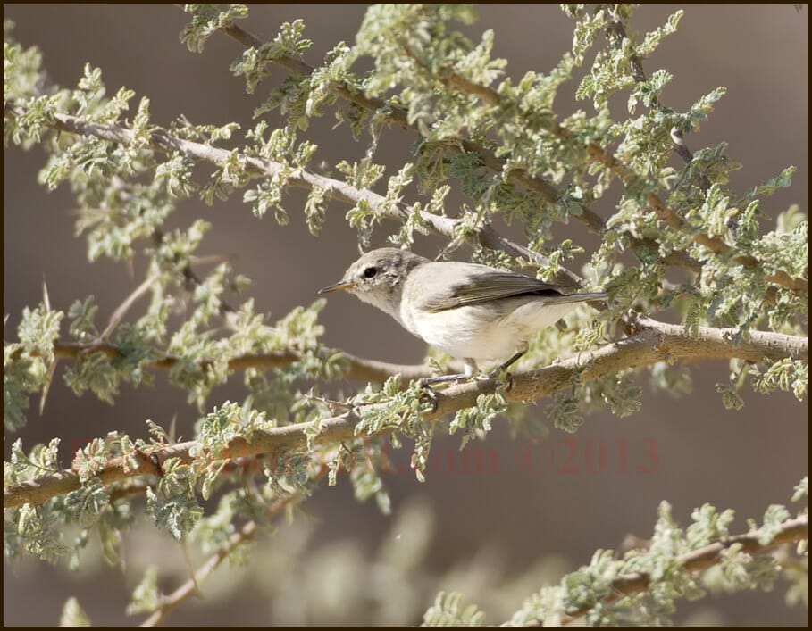 Siberian Chiffchaff Phylloscopus collybita tristis